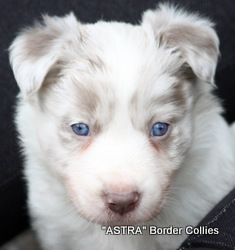 Lilac Merle, Male, Rough coated, border collie puppy